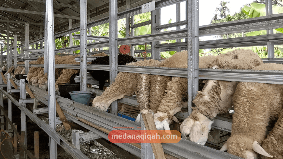 kambing Qurban 1-2