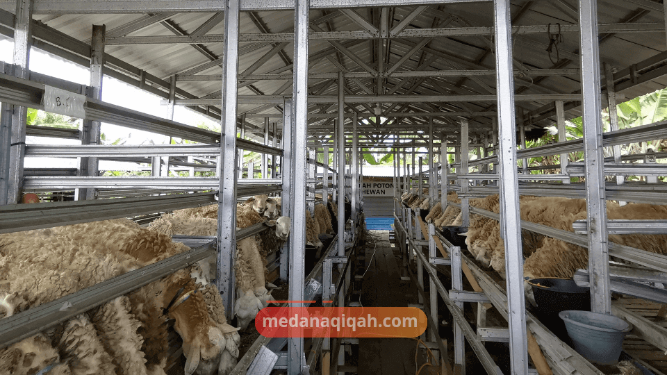 kambing Qurban 2-3