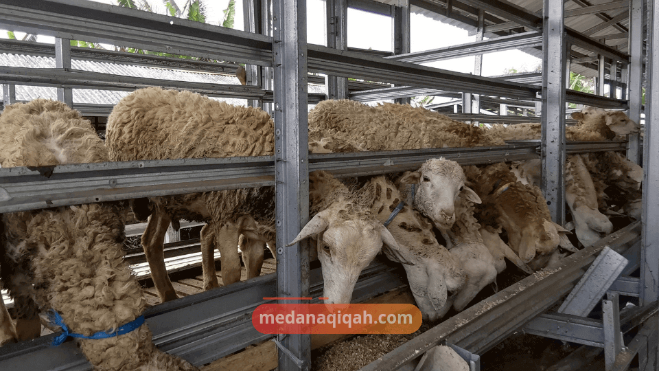kambing Qurban 3-3