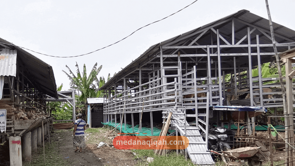 kambing Qurban 4-2